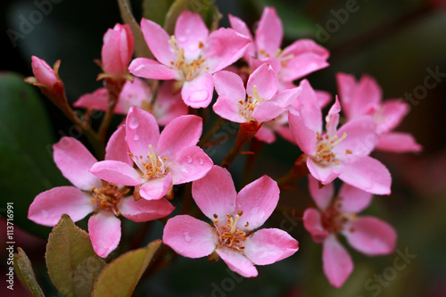 Fototapeta Naklejka Na Ścianę i Meble -  Rhaphiolepis Indica is hardy and evergreen plant