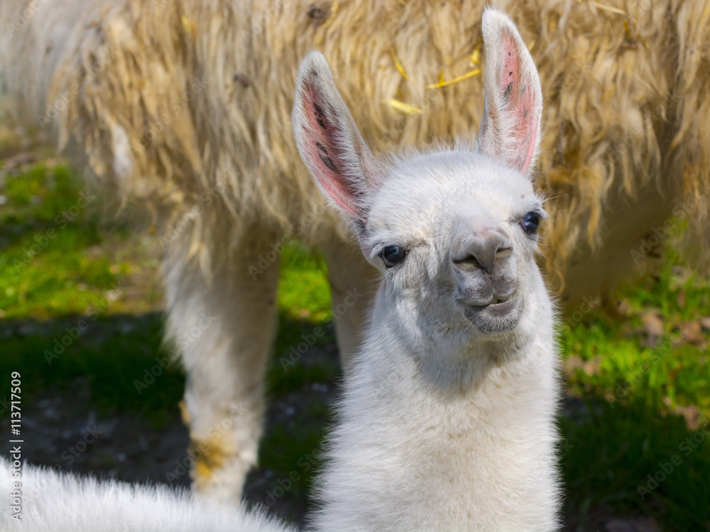 Obraz premium White llama cria