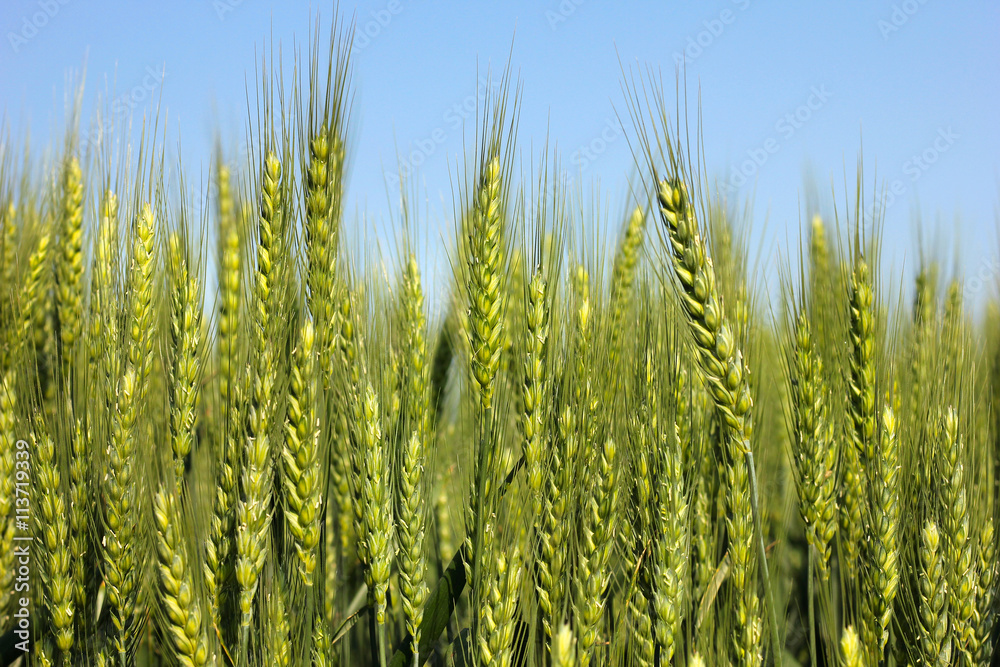Green wheat ears in the field with a clear blue sky above Green wheat ears in the field with a clear blue sky above