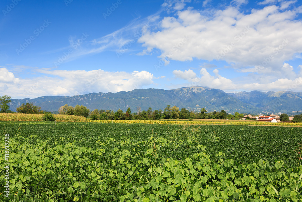 Agriculture, field of soybean Agriculture, field of soybean