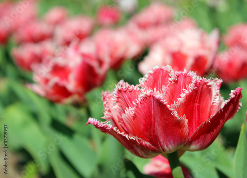 red tulips with double edges on the petals photo