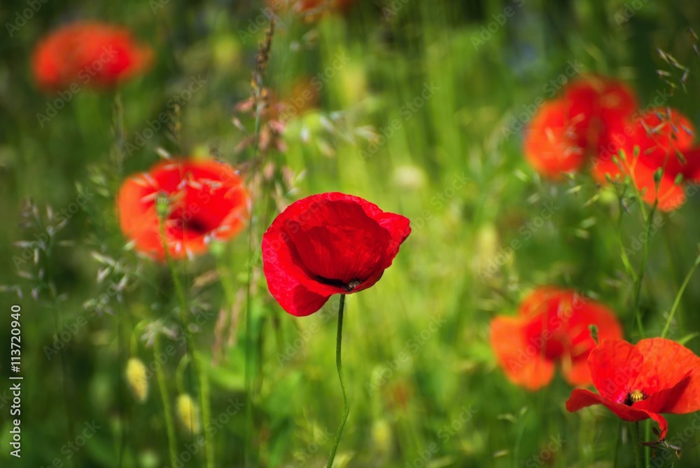 Red poppy flower in grass.