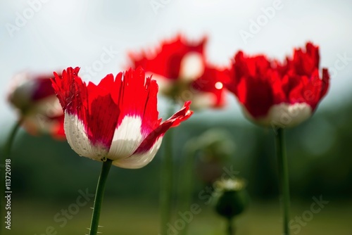Bloomong large poppy flower, red and white, variety Danebrog. photo