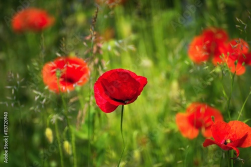 Red poppy flower in grass.