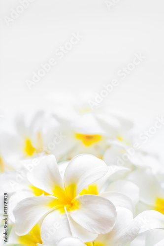 Fully blossomed Frangipani flowers over a white background.