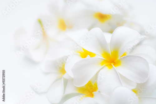 Frangipani flowers bundled together on a white background
