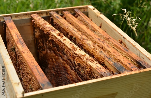 beekeeping © muro
