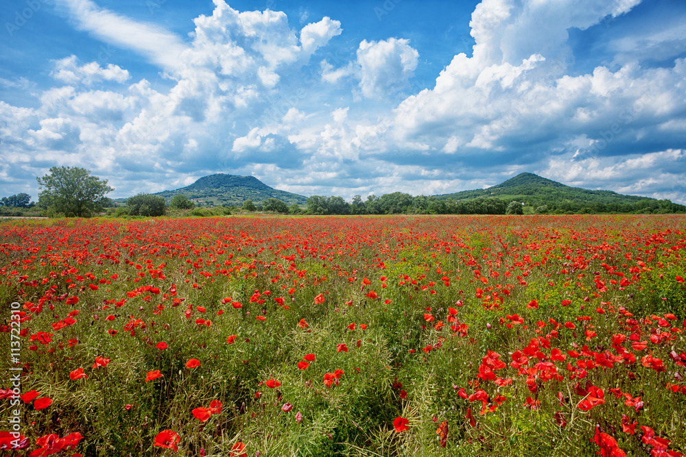 Poppy field with hill in the summer