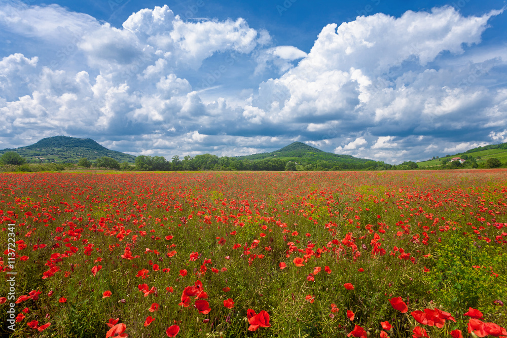 Rural scenery with poppy field