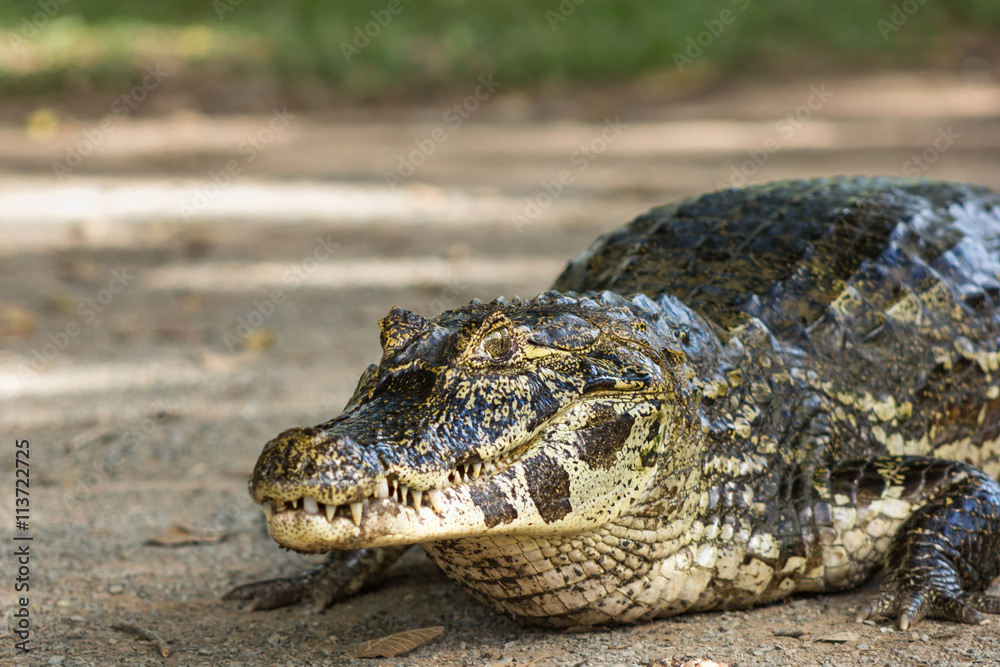 Obraz premium Large alligator at the ground