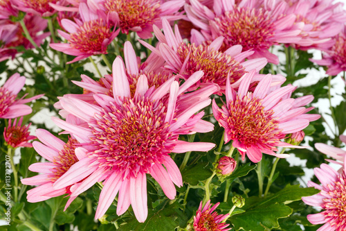 Pink Chrysanthemum flowers closeup.