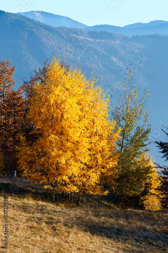 Golden birch trees in autumn mountain.
