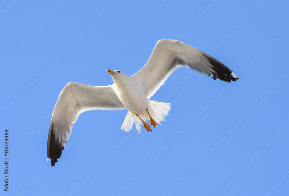 Fototapeta premium Seagull flying with open wings.