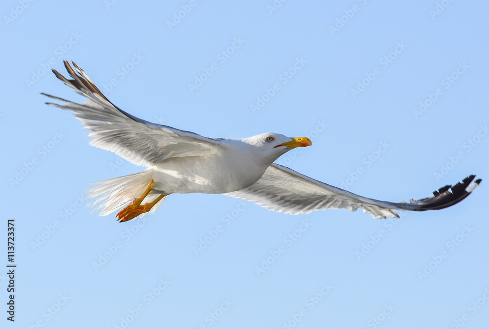 Obraz premium Seagull flying with open wings.