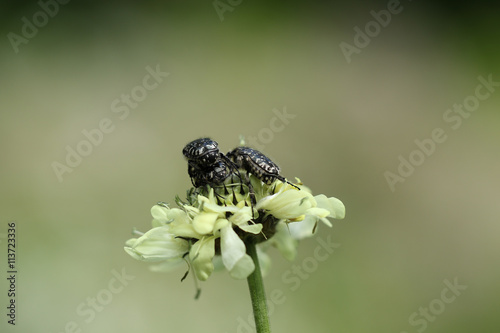 Three mating bugs on the flower