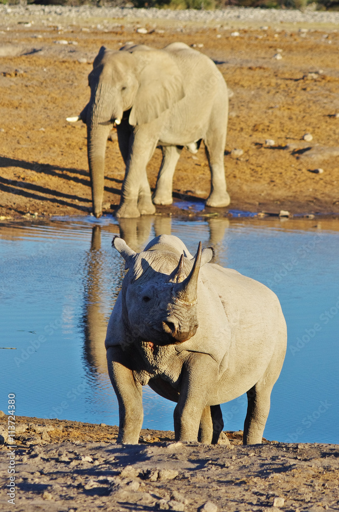 Rhino and Elephant