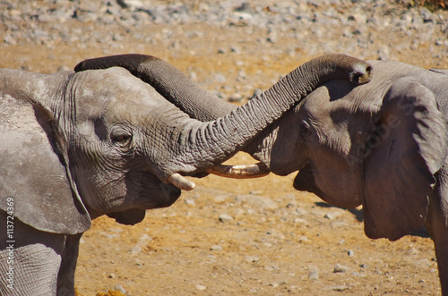 Photography Elephants playing