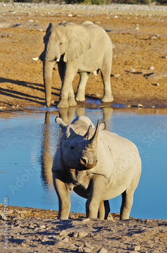 Rhino and Elephant