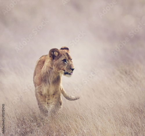 Fototapeta Naklejka Na Ścianę i Meble -  Lion Cub