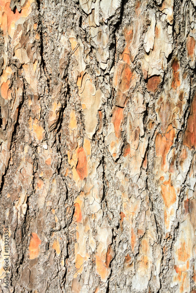 Obraz premium Canary Island pine stem