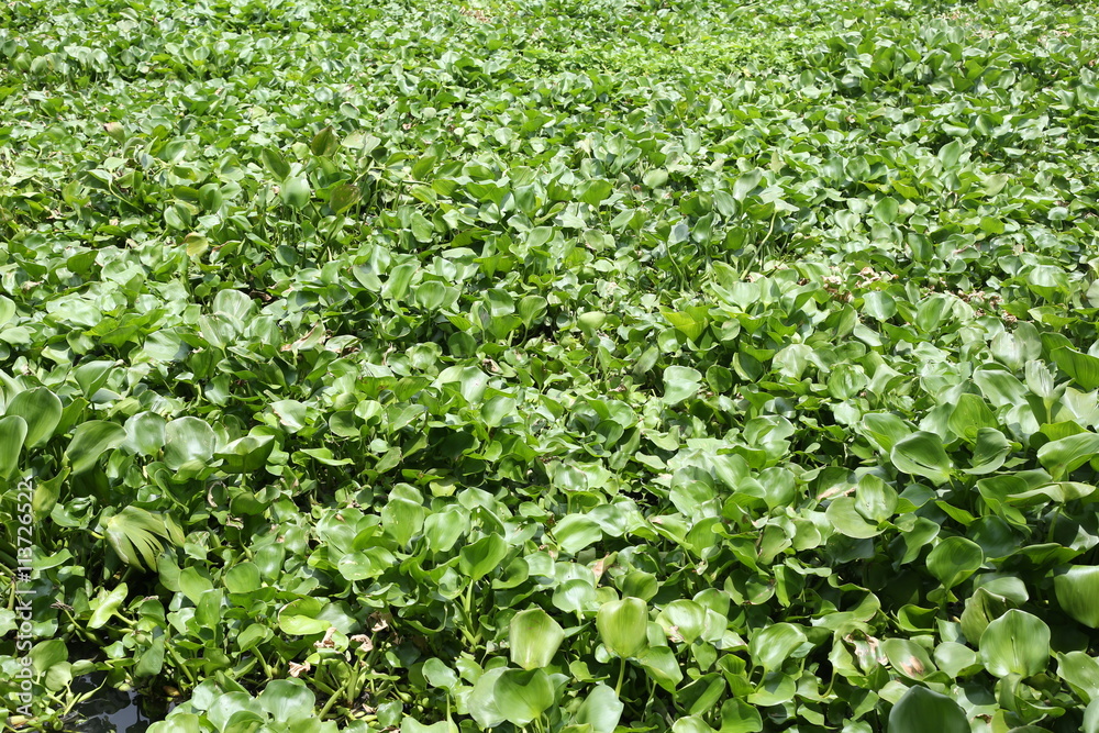 Water hyacinth plant is growing in canal max space for backgroun Water hyacinth plant is growing in canal max space for backgroun