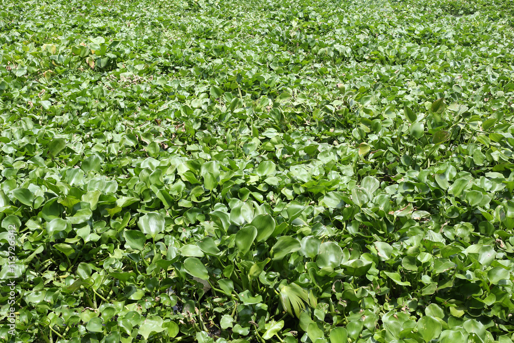 Water hyacinth plant is growing in canal max space for backgroun Water hyacinth plant is growing in canal max space for backgroun