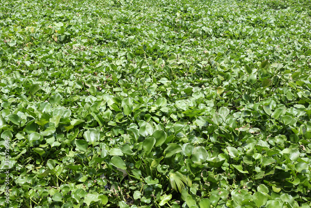 Water hyacinth plant is growing in canal max space for backgroun