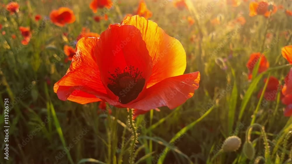 Poppy flowers at sunset, sunbeams in the lens, close-up, blurred background Poppy flowers at sunset, sunbeams in the lens, close-up, blurred background