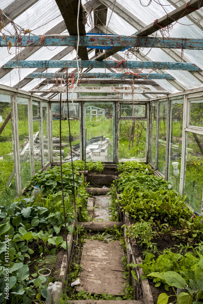 Young seedlings inside an old greenhouse