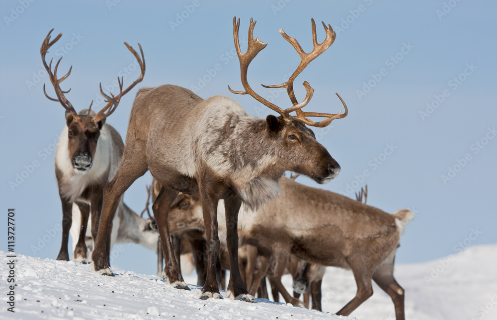 Fototapeta premium Group of caribou