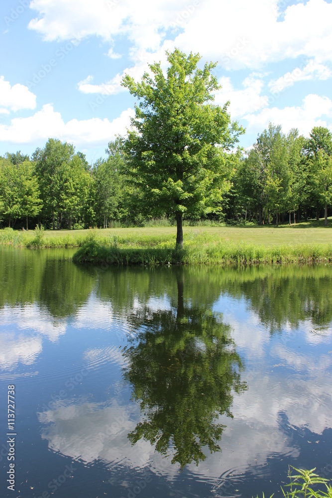 Fototapeta premium Tree reflecting in water