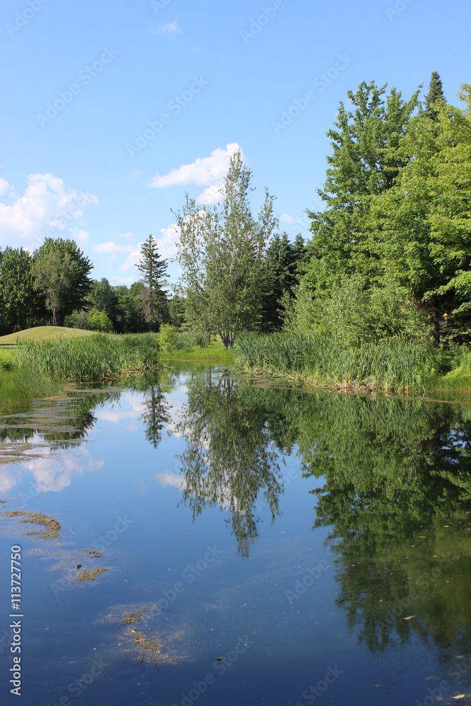 Tree reflecting in water