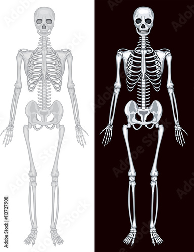 Human skeleton in white and black background