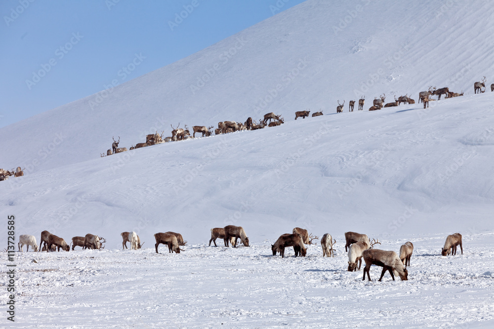 Obraz premium Group of caribou