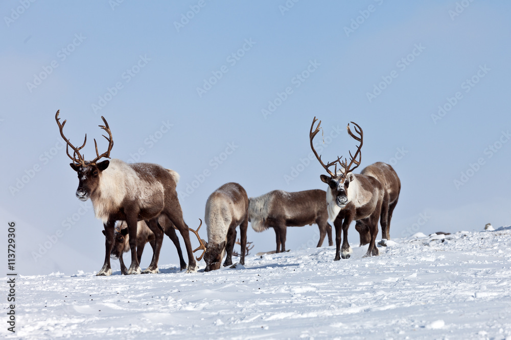 Obraz premium Group of caribou