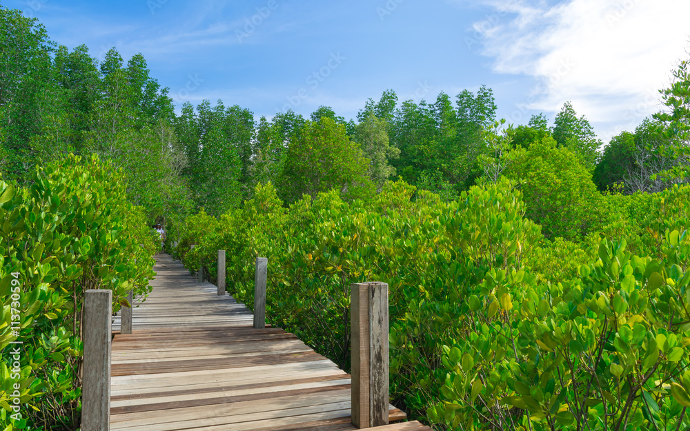 Wooden Bridge Beside Mangrove Forest