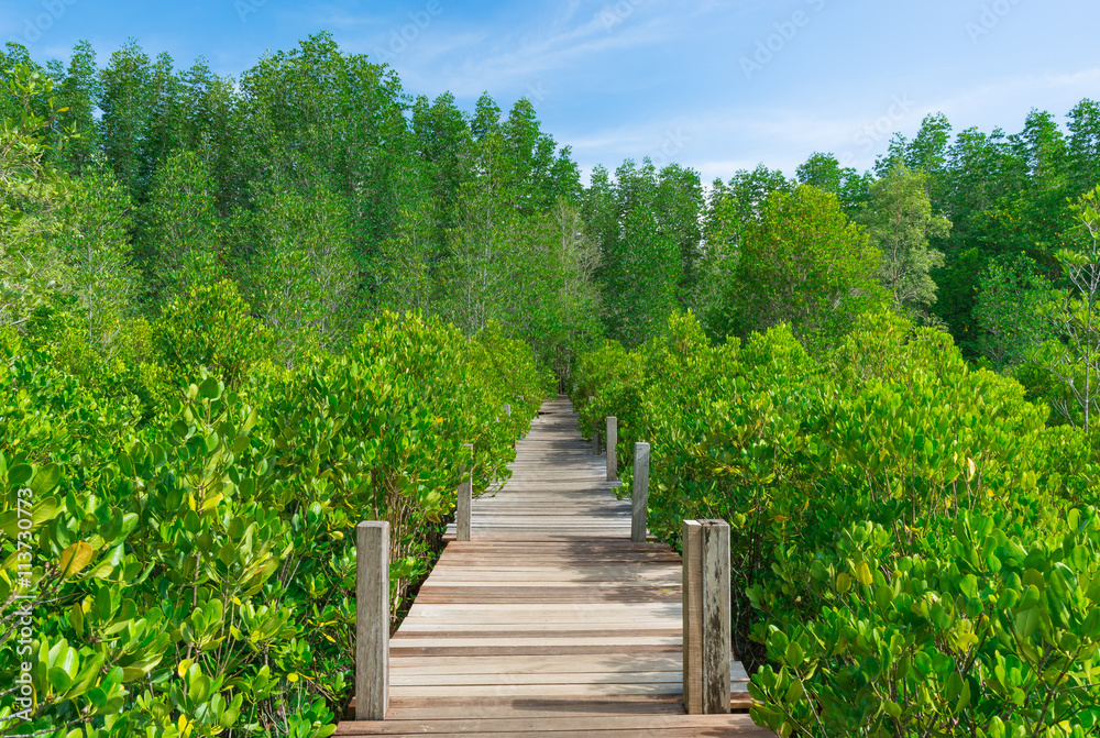 Wooden Bridge in Mangrove Forest