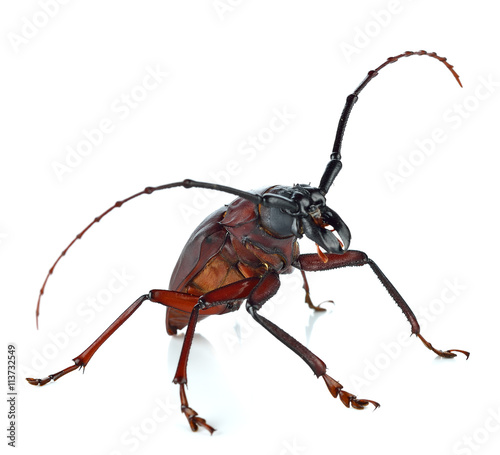 Insescts-Long-horned beetle on white background © nakornchaiyajina