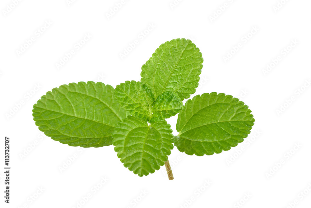 Creeping Charlie, Pilea Nummularifolia,on white background Creeping Charlie, Pilea Nummularifolia,on white background