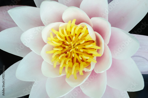 Fototapeta Naklejka Na Ścianę i Meble -  waterlily