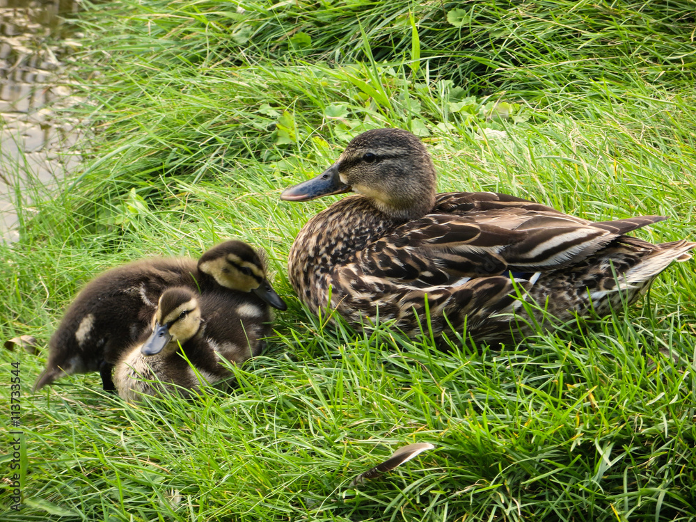 Duck family Duck family