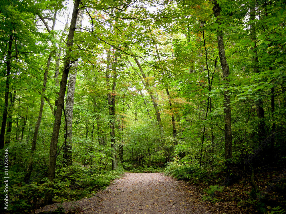 Obraz premium Path through trees