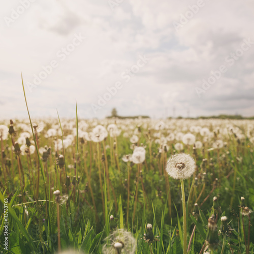 white dandelions on rural field in sunny day