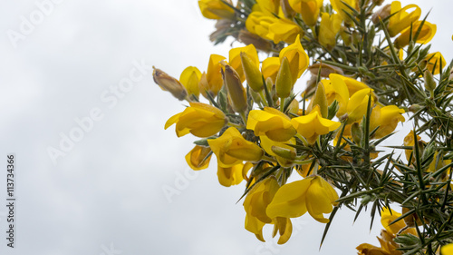 The yellow flower of a Gorse Bush in England