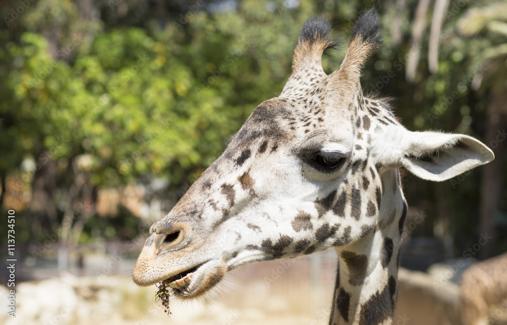 Portrait of a giraffe close up. Giraffe chewing grass.