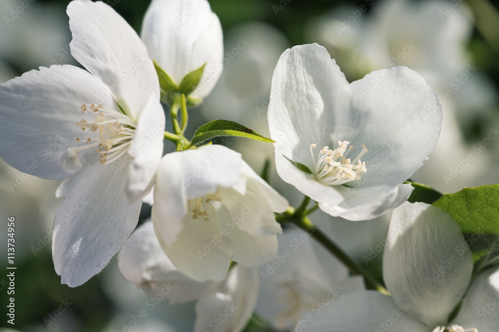 The flowering period of jasmine, macro