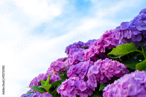 紫陽花