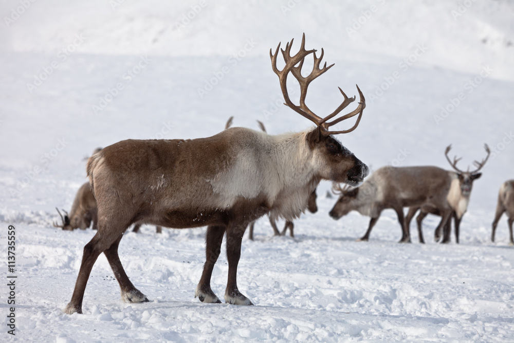 Group of caribou Group of caribou