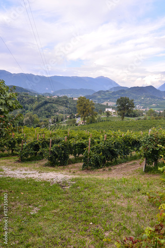 Vineyard Ready to Produce Wine photo