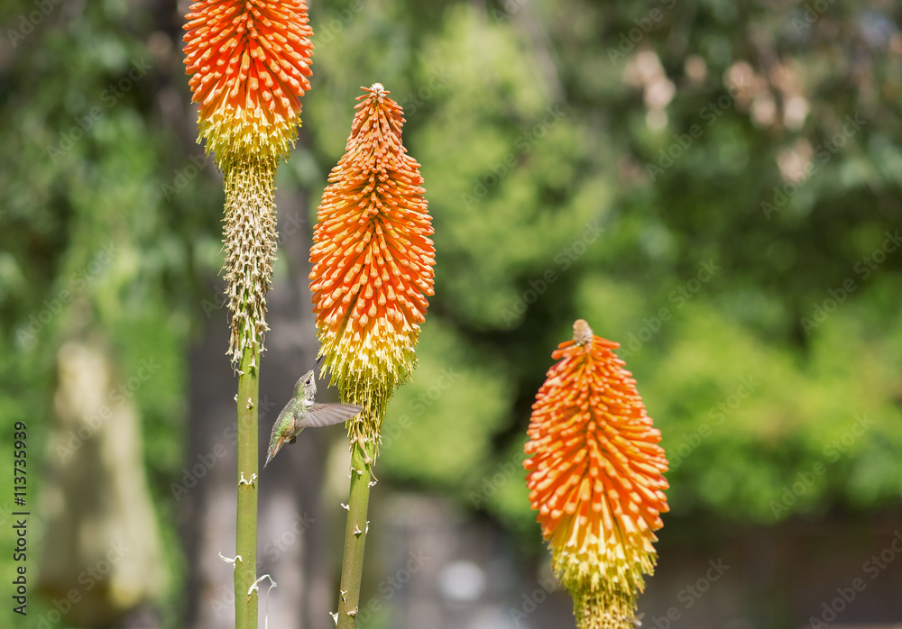 Hummingbird flying around the orange flower. Bright flowers and a little bird on a green background. 